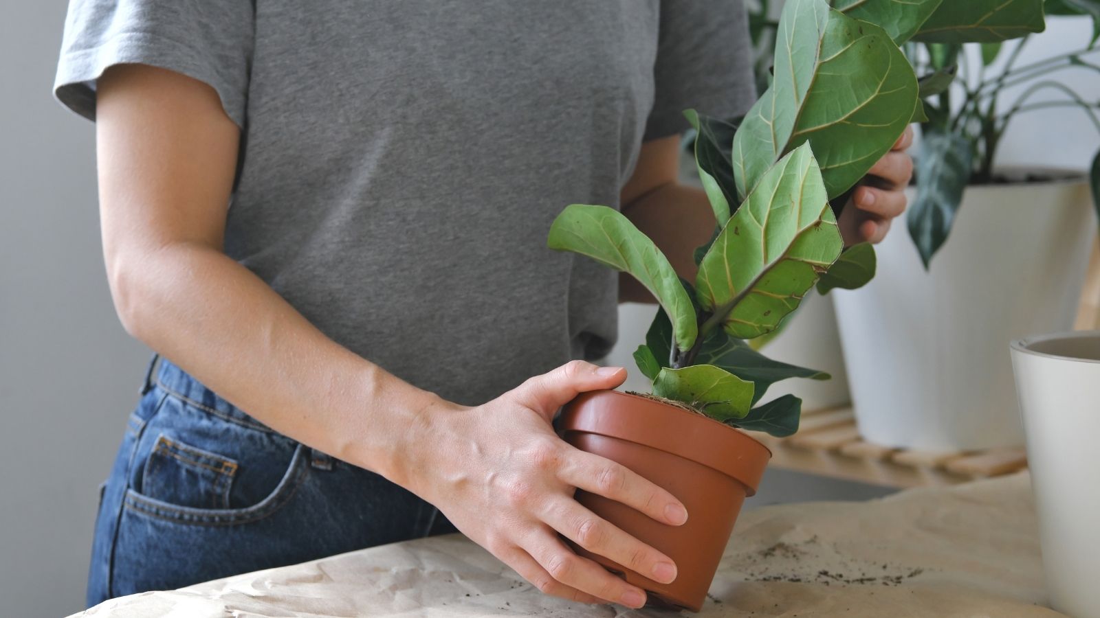 A close-up shot of a person in the process of inspecting a potted houseplant, all situated in a well lit area indoors