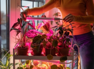 A close-up shot of a person in the process of installing and arranging luminating rods, showcasing the best grow lights vegetable seedlings