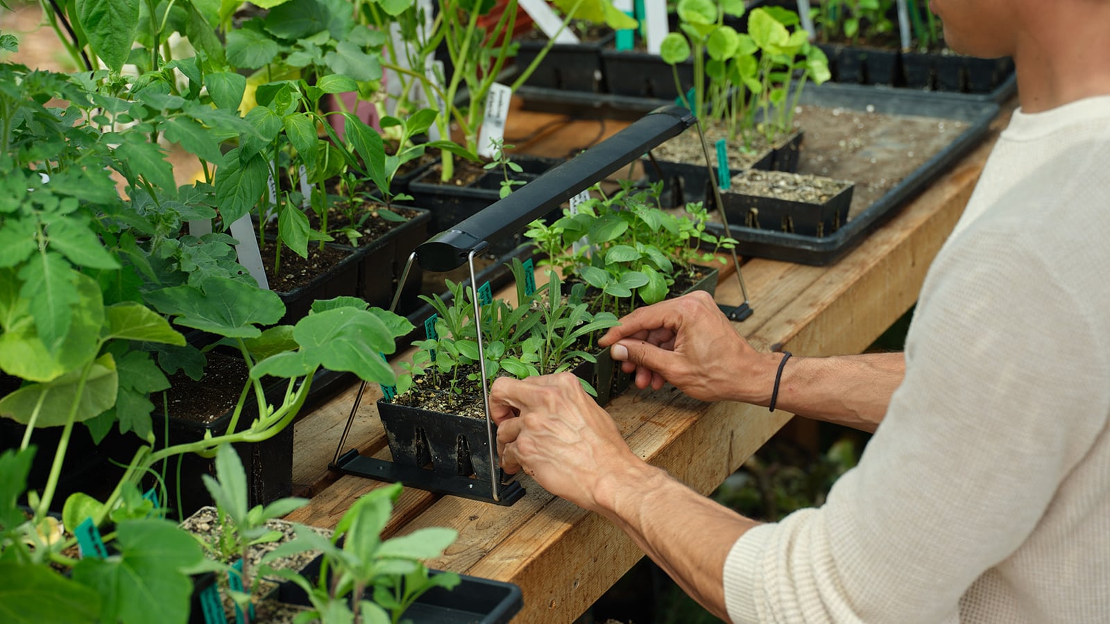 A close-up shot of a person in the process of placing sprouting crops under a luminescent bar, all situated in a well lit area