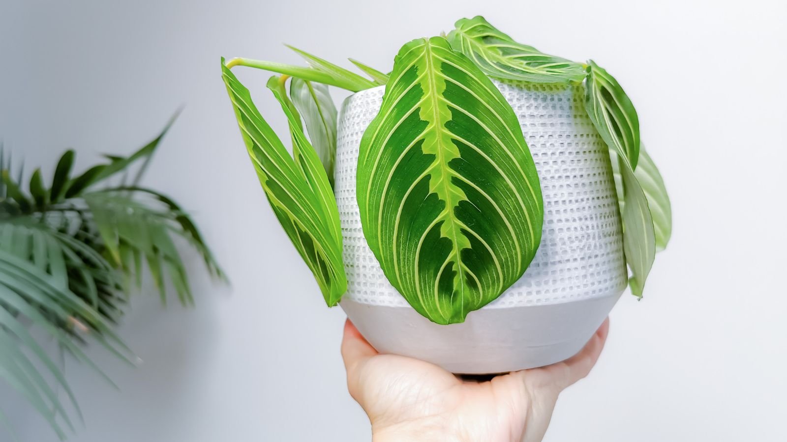 A close-up shot of a person's hand holding a small pot filled with foliage of a houseplant, all situated in a well lit area