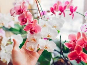 A close-up shot of a person's hand in the process of inspecting and tending to vibrant flowers, showcasing monthly orchid care