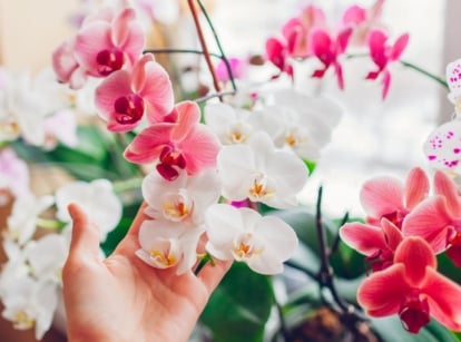 A close-up shot of a person's hand in the process of inspecting and tending to vibrant flowers, showcasing monthly orchid care