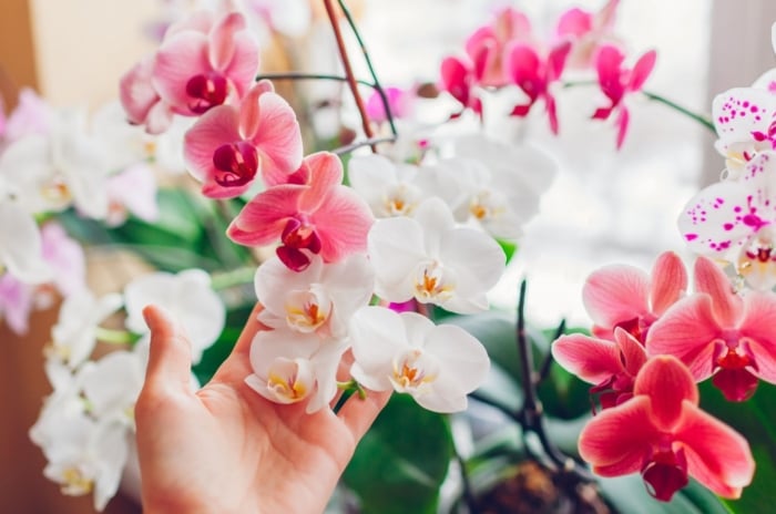 A close-up shot of a person's hand in the process of inspecting and tending to vibrant flowers, showcasing monthly orchid care