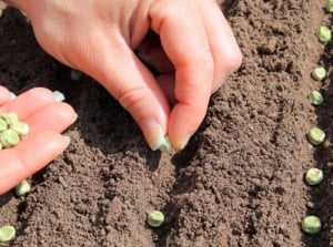 A close-up shot of a person's hand in the process of placing greenish, round crop seeds in soil, showcasing when direct sow peas