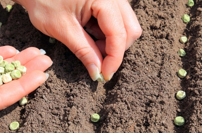 A close-up shot of a person's hand in the process of placing greenish, round crop seeds in soil, showcasing when direct sow peas