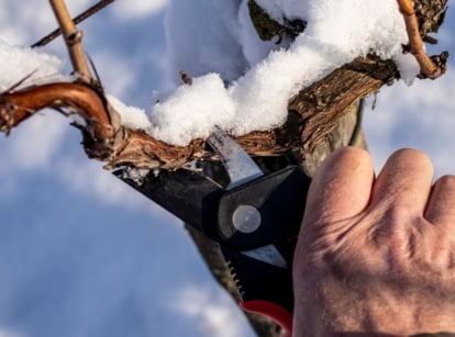 A close-up shot of a person's hand in the process of using a hand pruner to trim branches covered in snow, showcasing winter prune grape vines