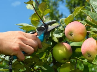 A close-up shot of a person's hand in the process of using hand pruners to trim branches of a fruit-bearing plant, showcasing fruit trees vines prune january