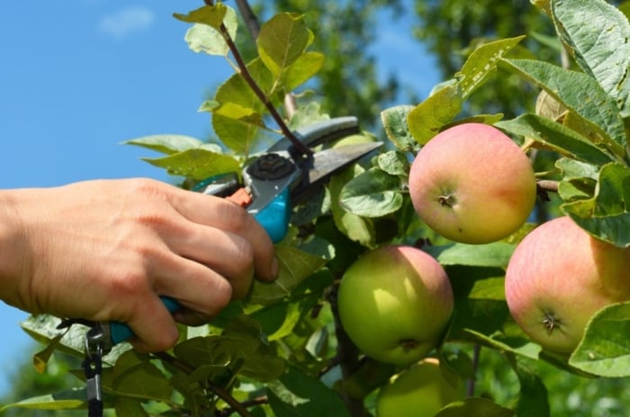 A close-up shot of a person's hand in the process of using hand pruners to trim branches of a fruit-bearing plant, showcasing fruit trees vines prune january