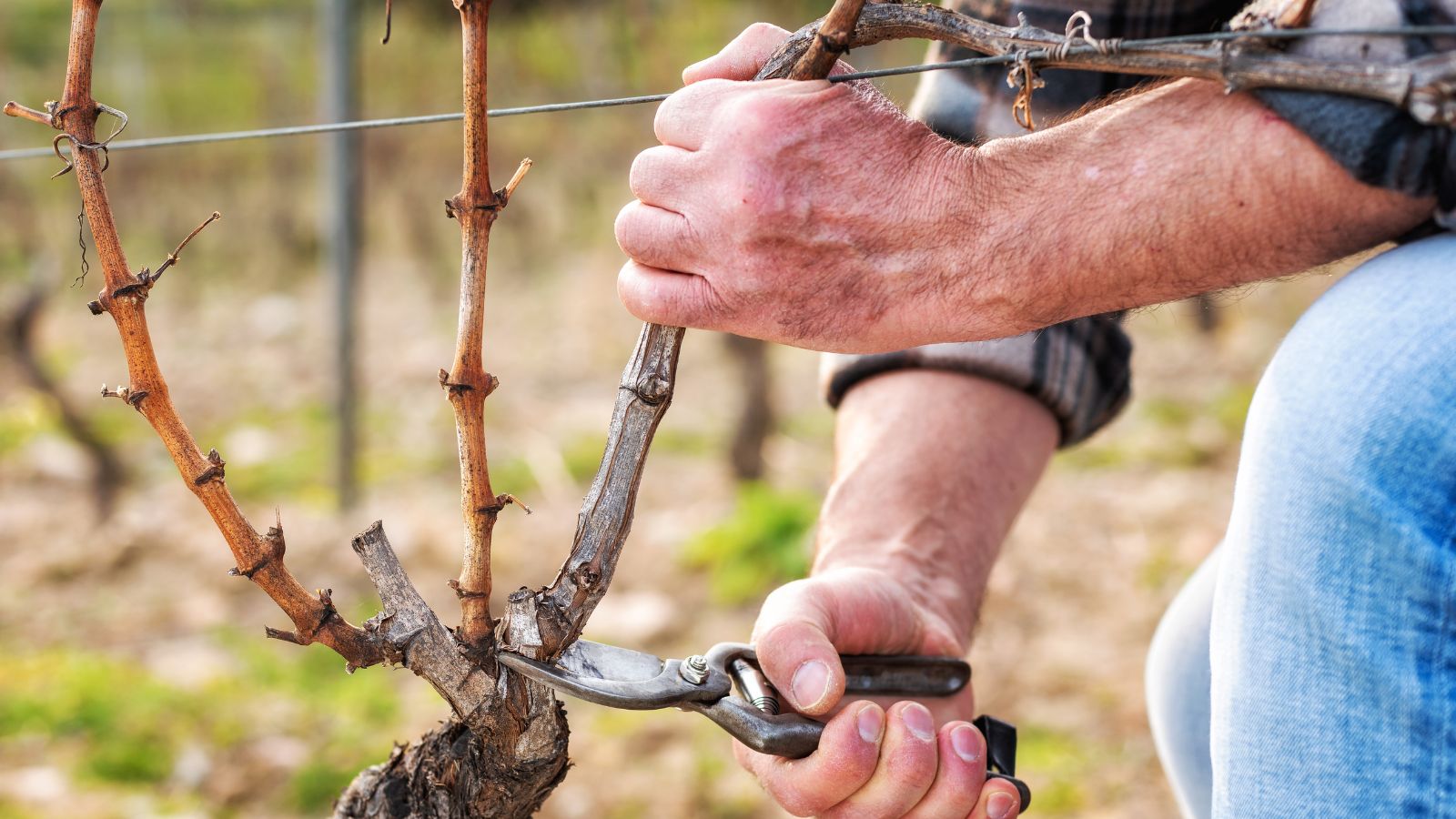 A close-up shot of a person's hand in the process using a hand pruner to trim woody branches, all situated in a well lit area outdoors