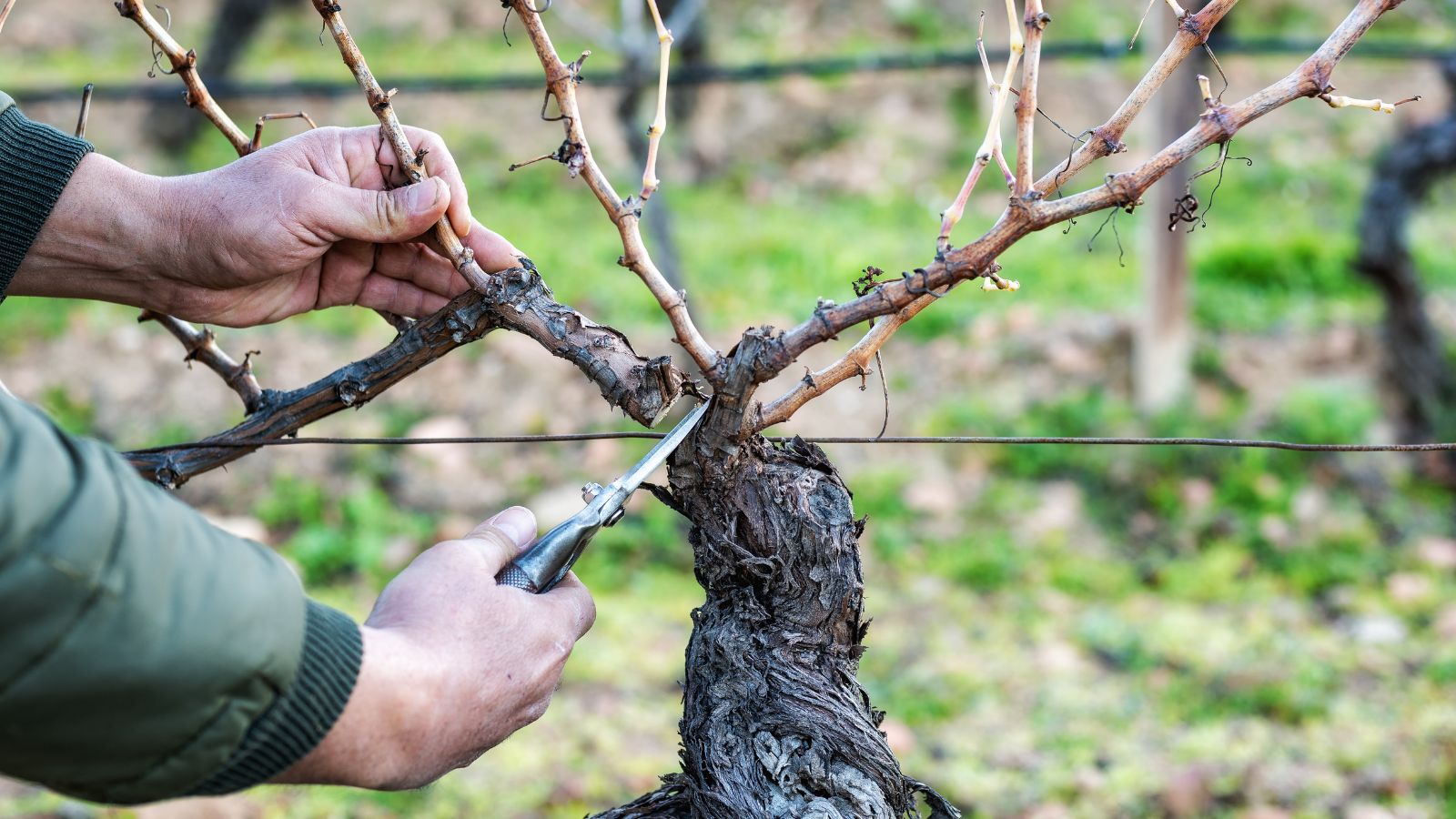 A close-up shot of a person's hand in the process using a hand pruner to trim woody branches, all situated in a well lit area outdoors
