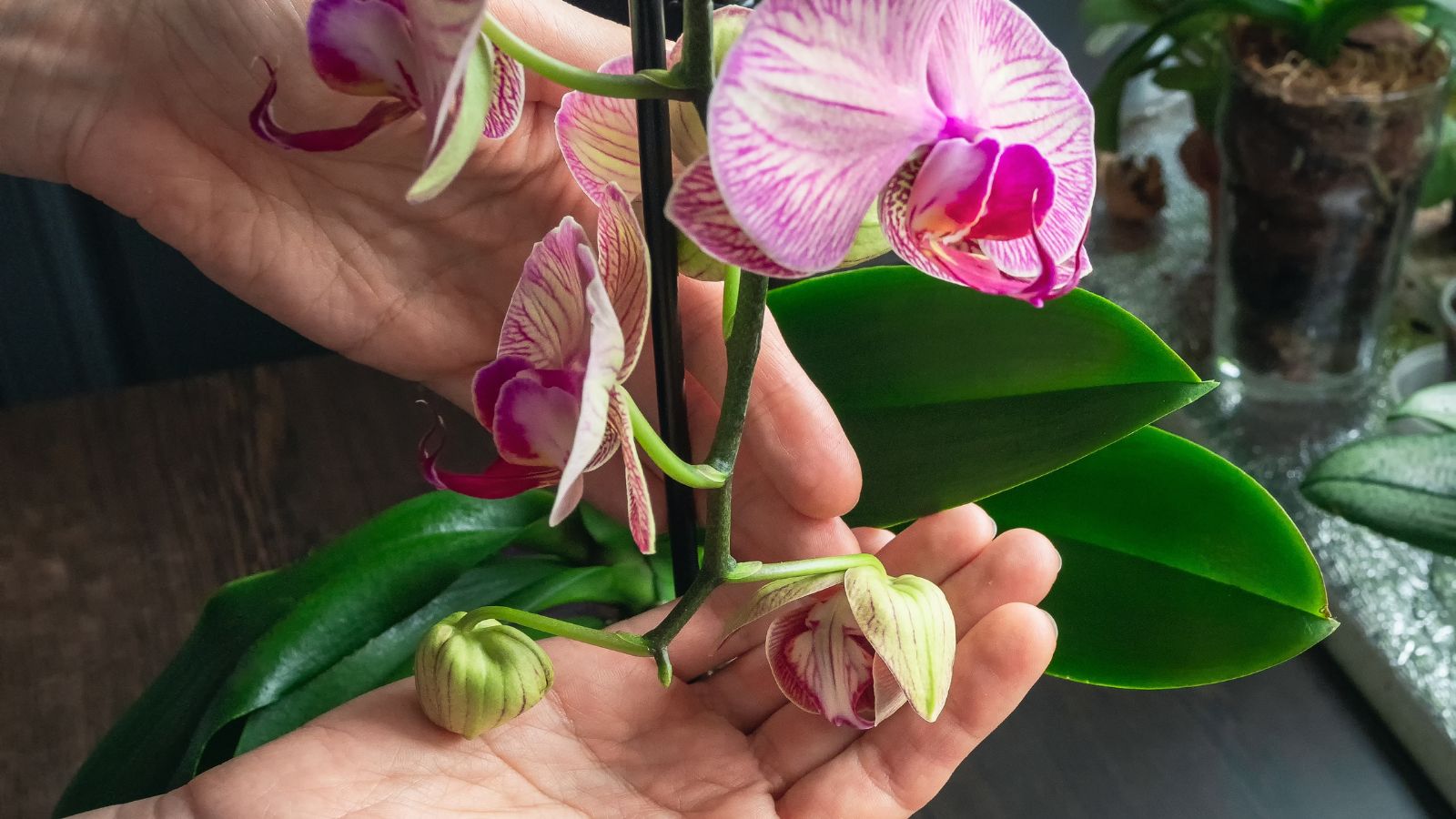 A close-up shot of a person's hands in the process of inspecting a blooming flower, all situated in a well lit area outdoors