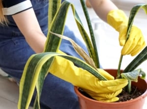 A close-up shot of a person's hands wearing yellow gloves and is in the process of tending to a wilting houseplant, showcasing overwatered snake plant