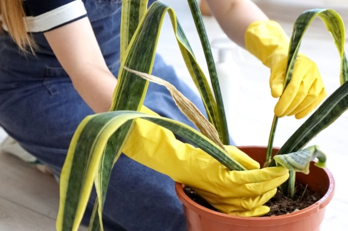 A close-up shot of a person's hands wearing yellow gloves and is in the process of tending to a wilting houseplant, showcasing overwatered snake plant