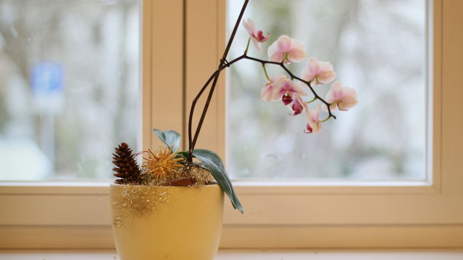 A close-up shot of a potted flower, placed near a window in a well lit area outdoors