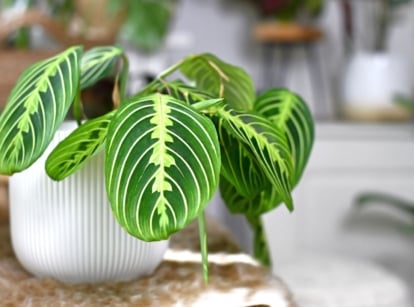 A close-up shot of a potted houseplant, showcasing its yellowish veins and patterned leaves of the lemon lime maranta