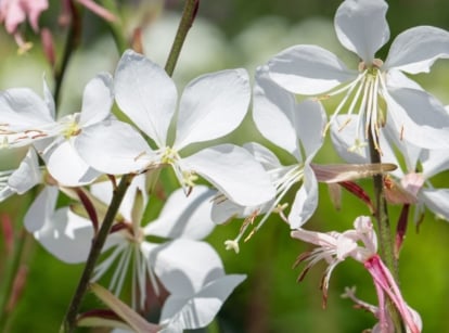 A close-up shot of a small composition of dainty white flowers and pink stems, showcasing plants and flowers with a cool garden palette