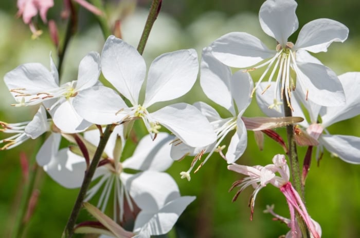 A close-up shot of a small composition of dainty white flowers and pink stems, showcasing plants and flowers with a cool garden palette