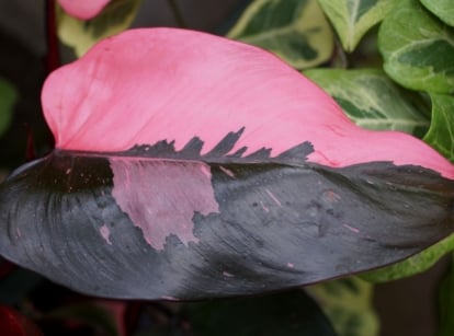 A close-up shot of a small composition of dark-green variegated with vibrant light-pink colored leaves of a houseplant, showcasing variegation pink princess philodendron