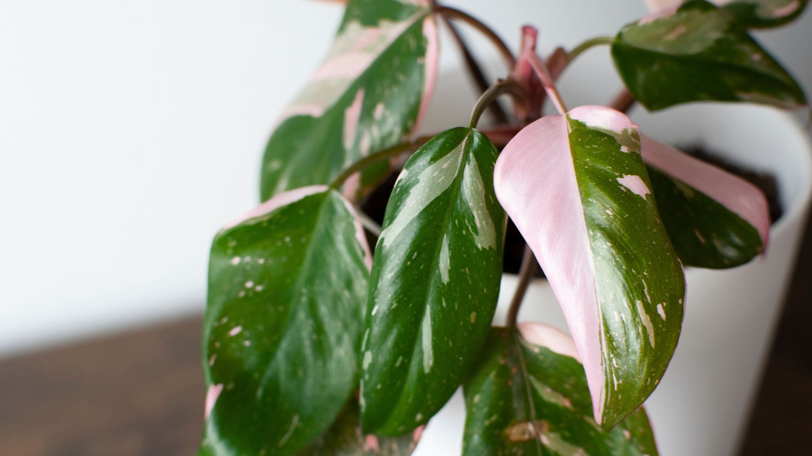 A close-up shot of a small composition of dark-green, waxy, variegated leaves of a houseplant, placed in an area that receives bright, indirect sunlight