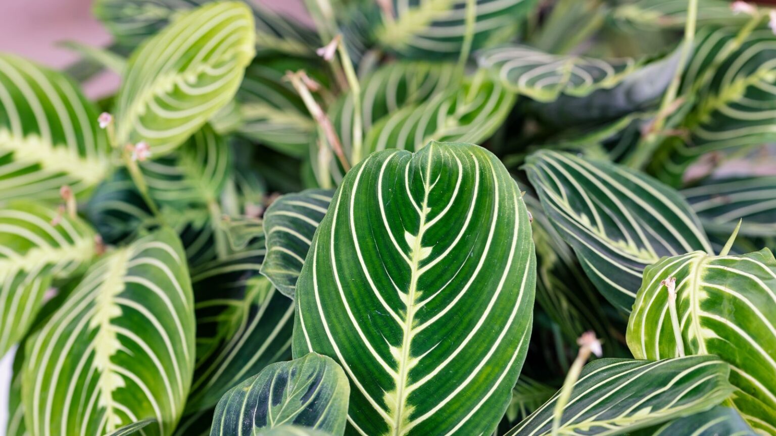Maranta Roxa How to Plant, Grow, and Care for 'Lemon Lime' Maranta