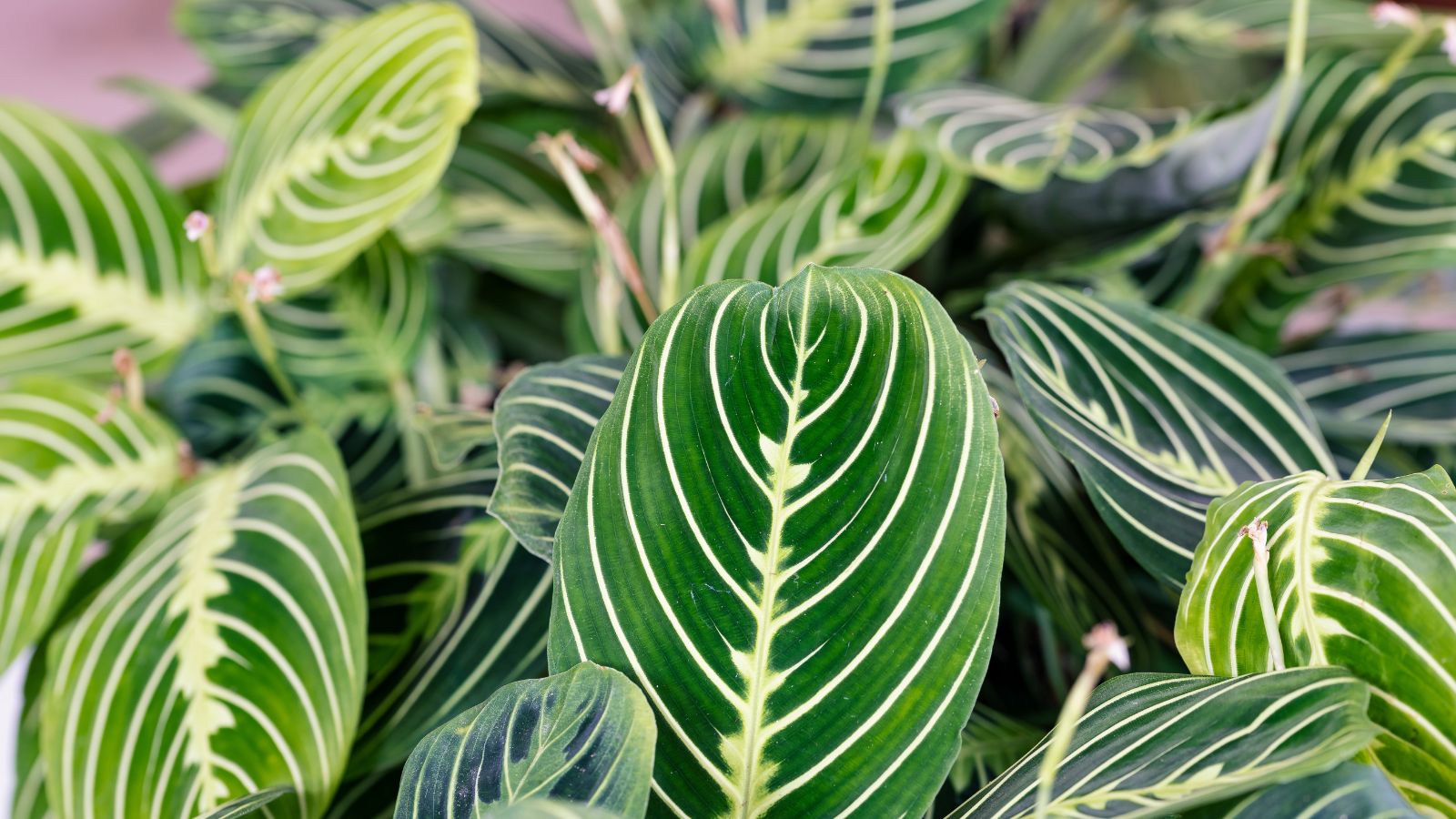 A close-up shot of a small composition of deep-green leaves with yellowish veins, all situated in a well lit area