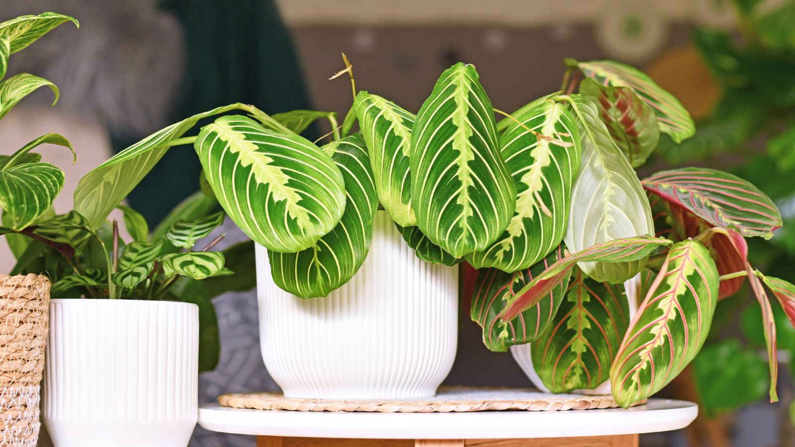A close-up shot of a small composition of developing leaves of a houseplant, placed in a small white pot, all situated in a well lit area indoors