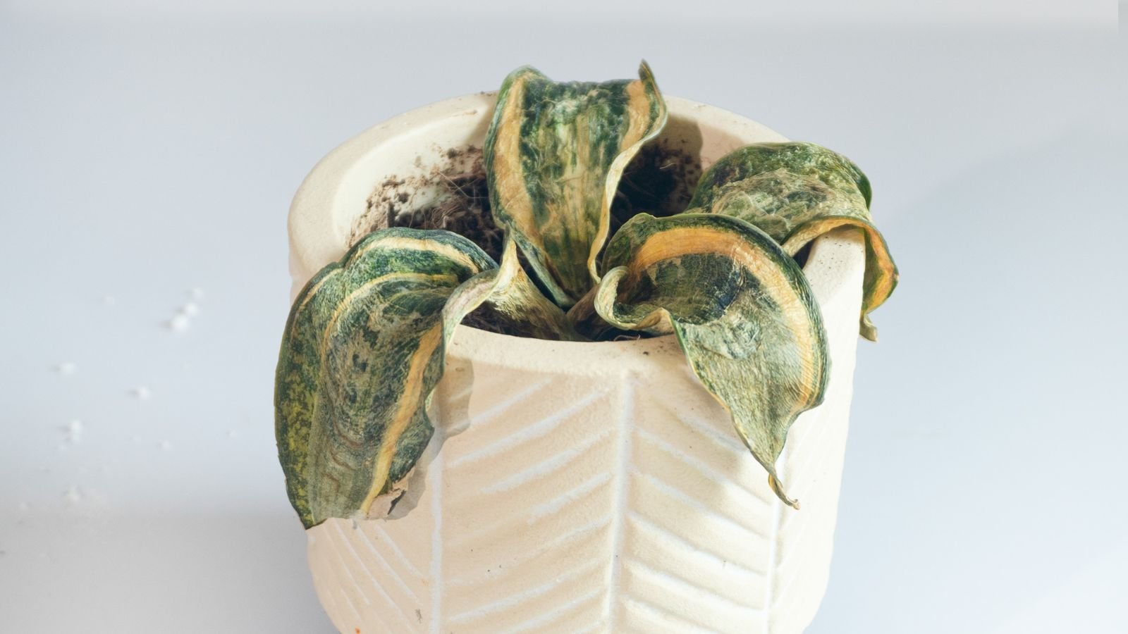 A close-up shot of a small composition of drooping and mushy leaves of a houseplant, placed in a small white pot