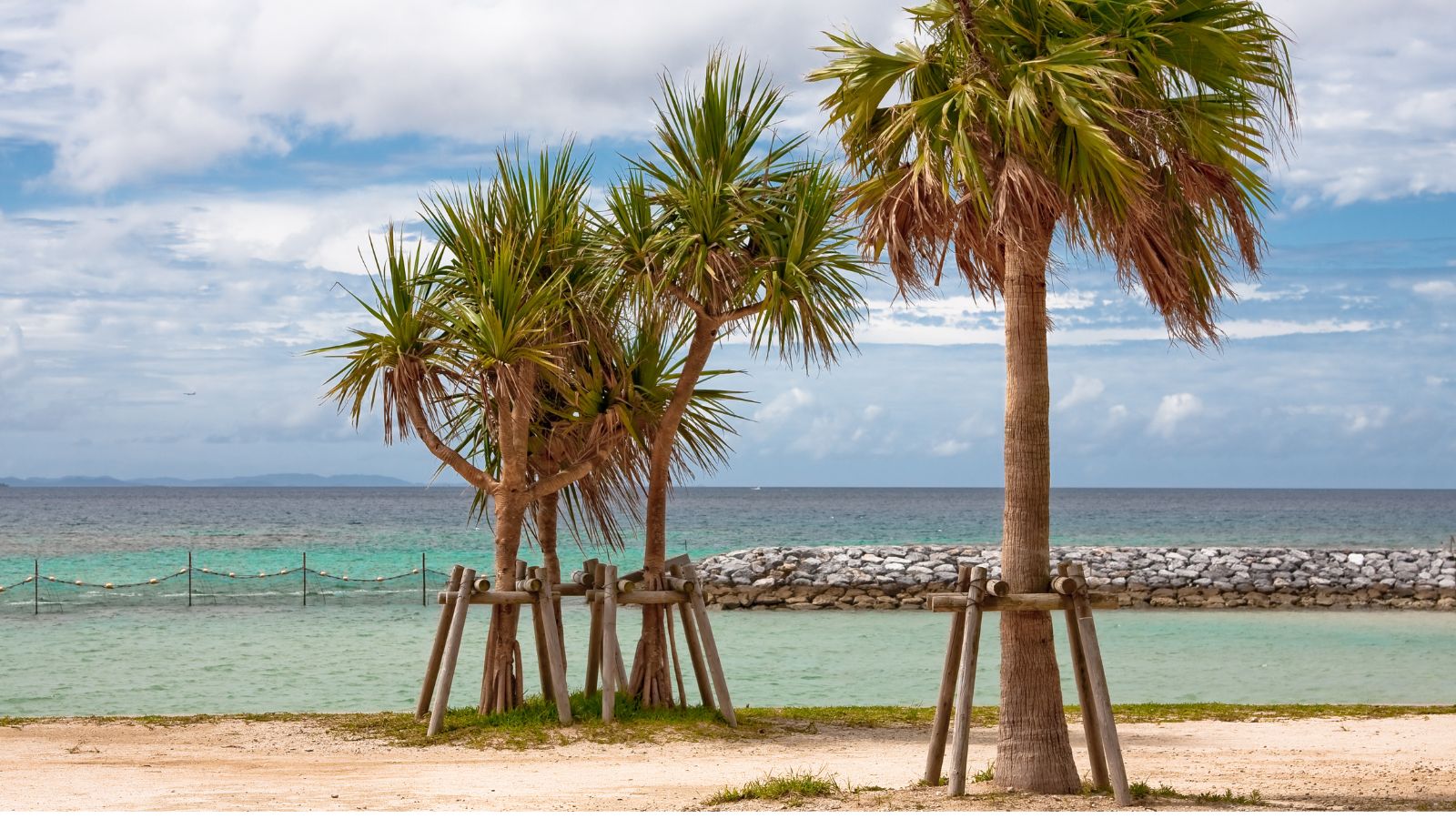 A close-up shot of a small composition of large tropical plants, all supported by wooden stakes and situated in a well lit area outdoors
