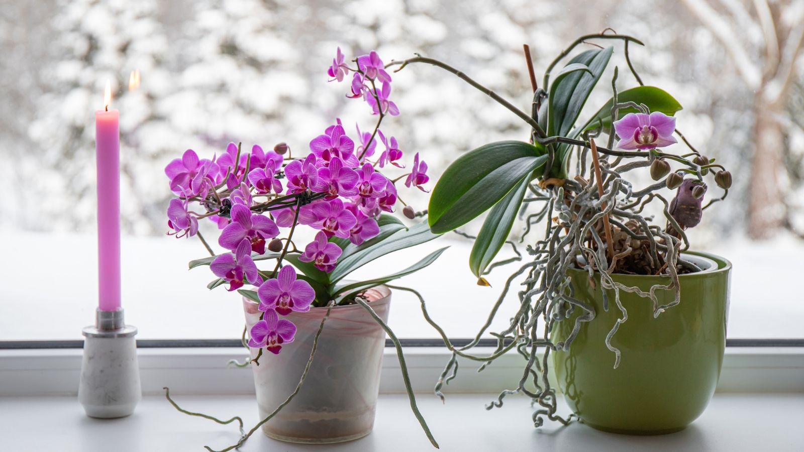 A close-up shot of a small composition of potted flowers, all placed on a windowsill in a well lit area indoors, during winter