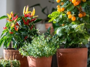 A close-up shot of a small composition of potted plants and its fruits, all situated in a well lit area indoors, showcasing bottom heat seeds