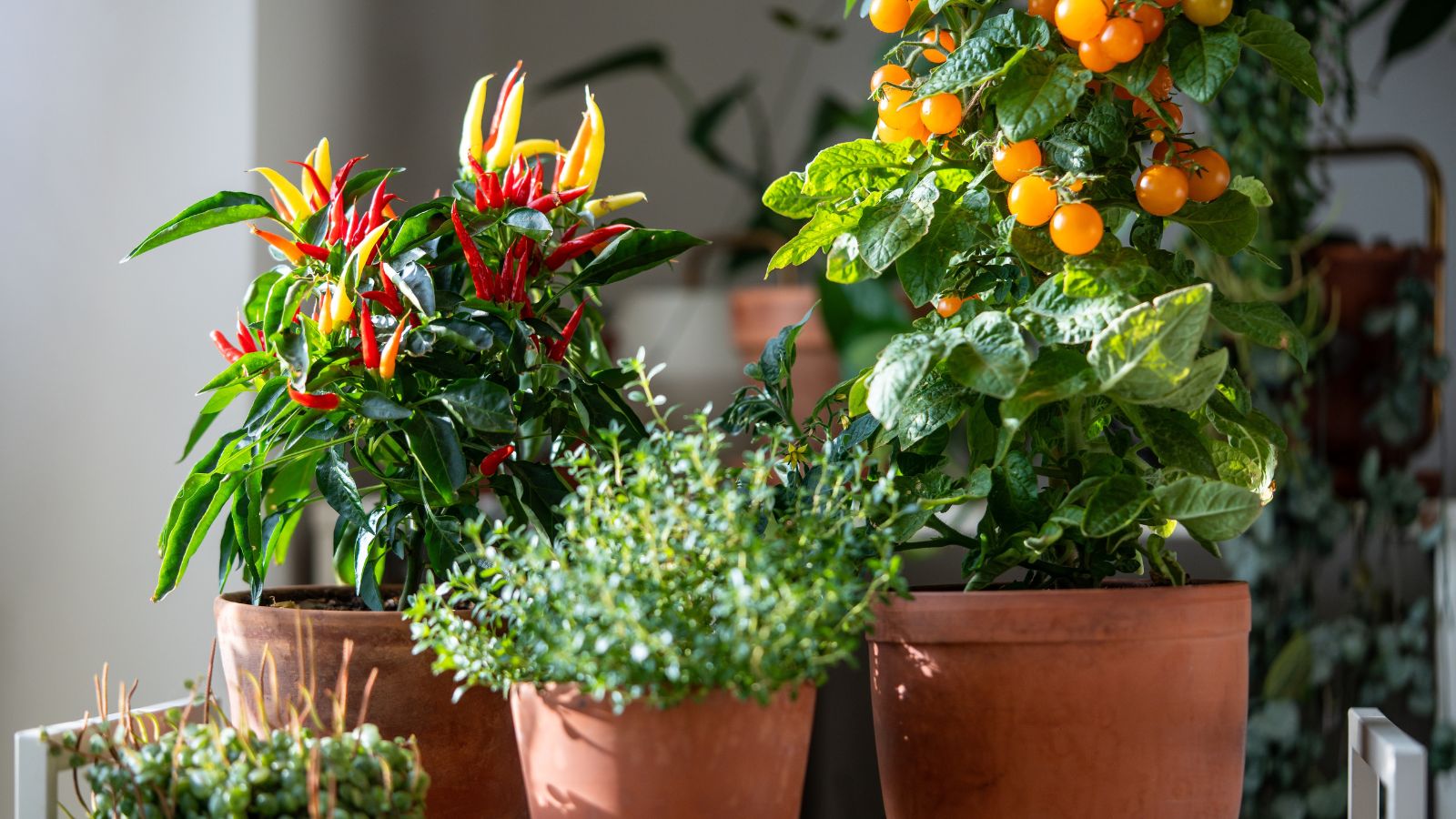 9 Seeds That Need Bottom Heat to Germinate