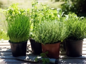 A close-up shot of a small composition of several potted, developing aromatic plants, showcasing herbs start january