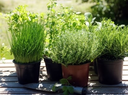 A close-up shot of a small composition of several potted, developing aromatic plants, showcasing herbs start january