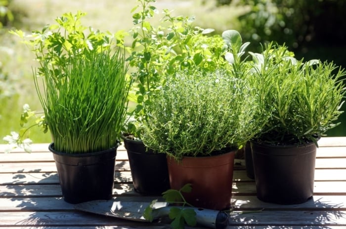 A close-up shot of a small composition of several potted, developing aromatic plants, showcasing herbs start january