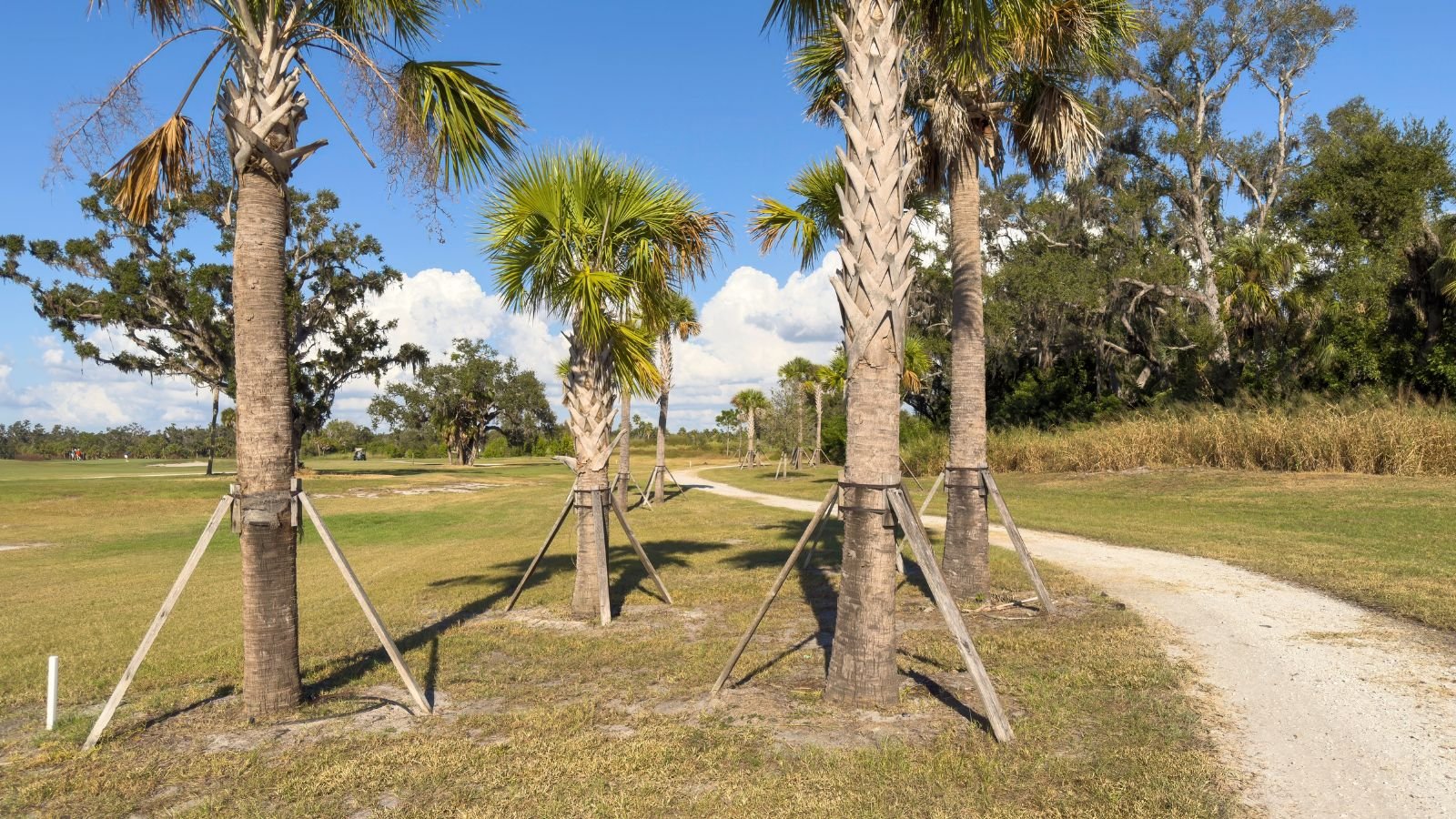 A close-up shot of a small composition of supported large tropical plants, all situated in a large field area outdoors