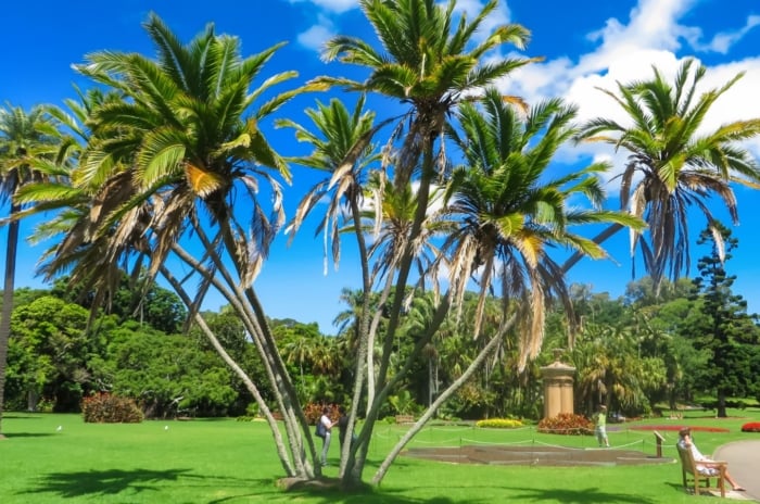 A close-up shot of a small composition of tropical plants all bent in opposite directions, showcasing how to fix leaning palm tree