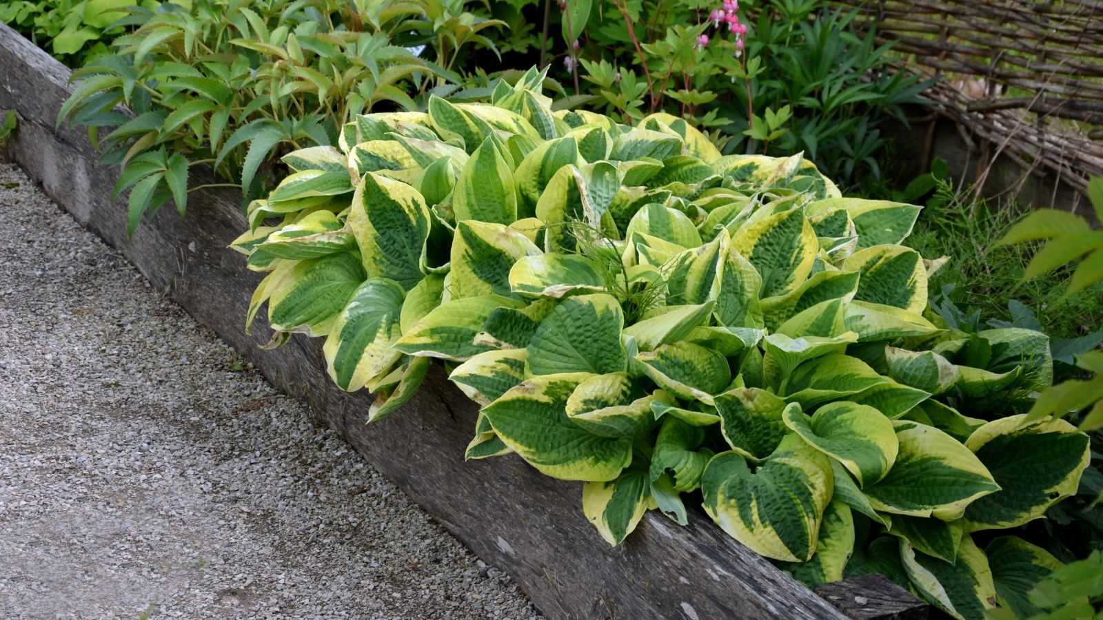 A close-up shot of a small composition of vibrant green colored plants, all placed on a stone raised bed in a well lit area outdoors