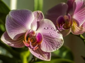 A close-up shot of a small composition of vibrant pink flowers with droplets of water, showcasing low-light orchids