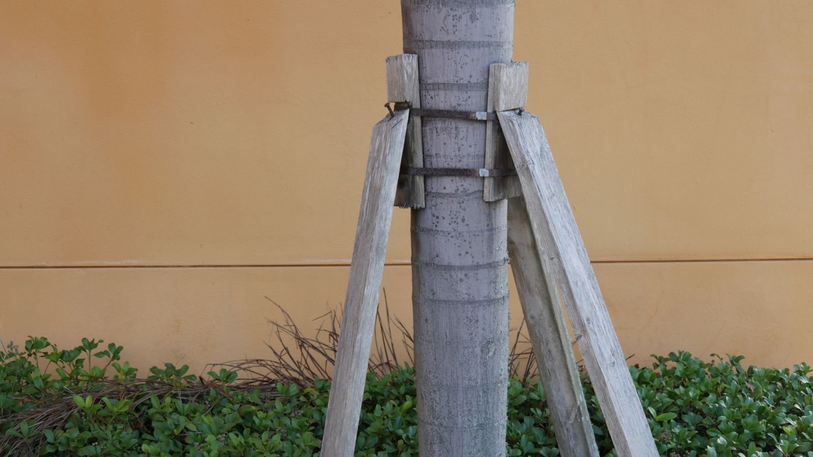 A close-up shot of a trunk of a tropical plant with adjustable supports, all situated in a well lit area outdoors