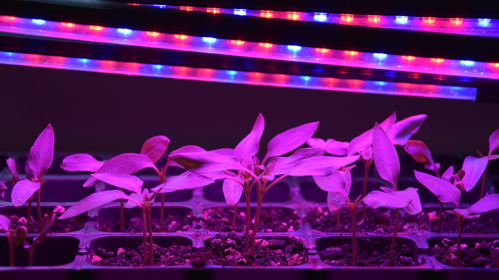 A close-up shot of developing and sprouting crops, placed under a red and blue colored luminescent bar