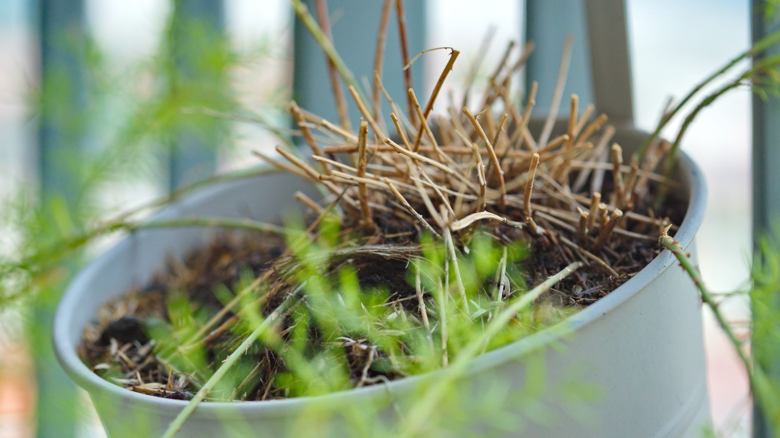 A close-up shot of dried roots of a plant, exposed from a pot, all situated in a well lit area outdoors