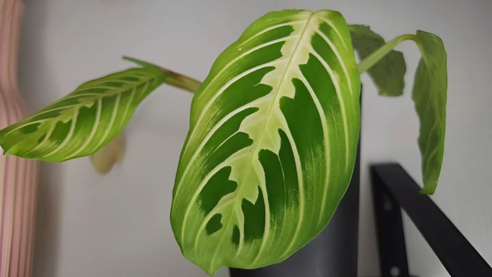 A close-up shot of fresh cuttings of a houseplant, placed on a large container indoors
