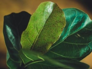 A close-up shot of green waxy leaves of a houseplant, all clustered together in a well lit area, showcasing brown spots fiddle leaf fig