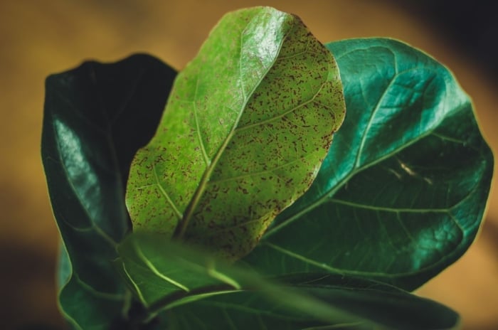 A close-up shot of green waxy leaves of a houseplant, all clustered together in a well lit area, showcasing brown spots fiddle leaf fig
