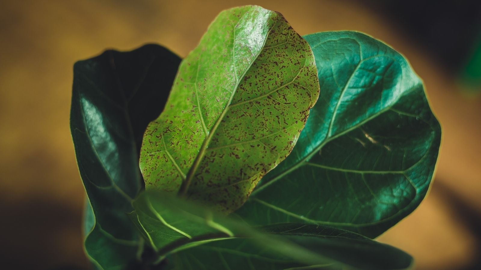 A close-up shot of green waxy leaves of a houseplant, all clustered together in a well lit area, showcasing brown spots fiddle leaf fig