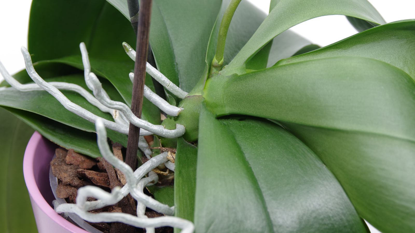A close-up shot of roots, leaves, and inflorescence of a flower, all placed on a small pink colored pot, all situated in a well lit area