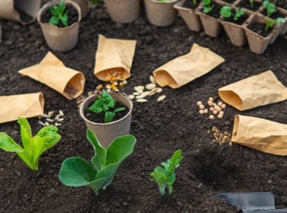A close-up shot of several opened seed packets, placed around developing plants, showcasing winter sowing failures