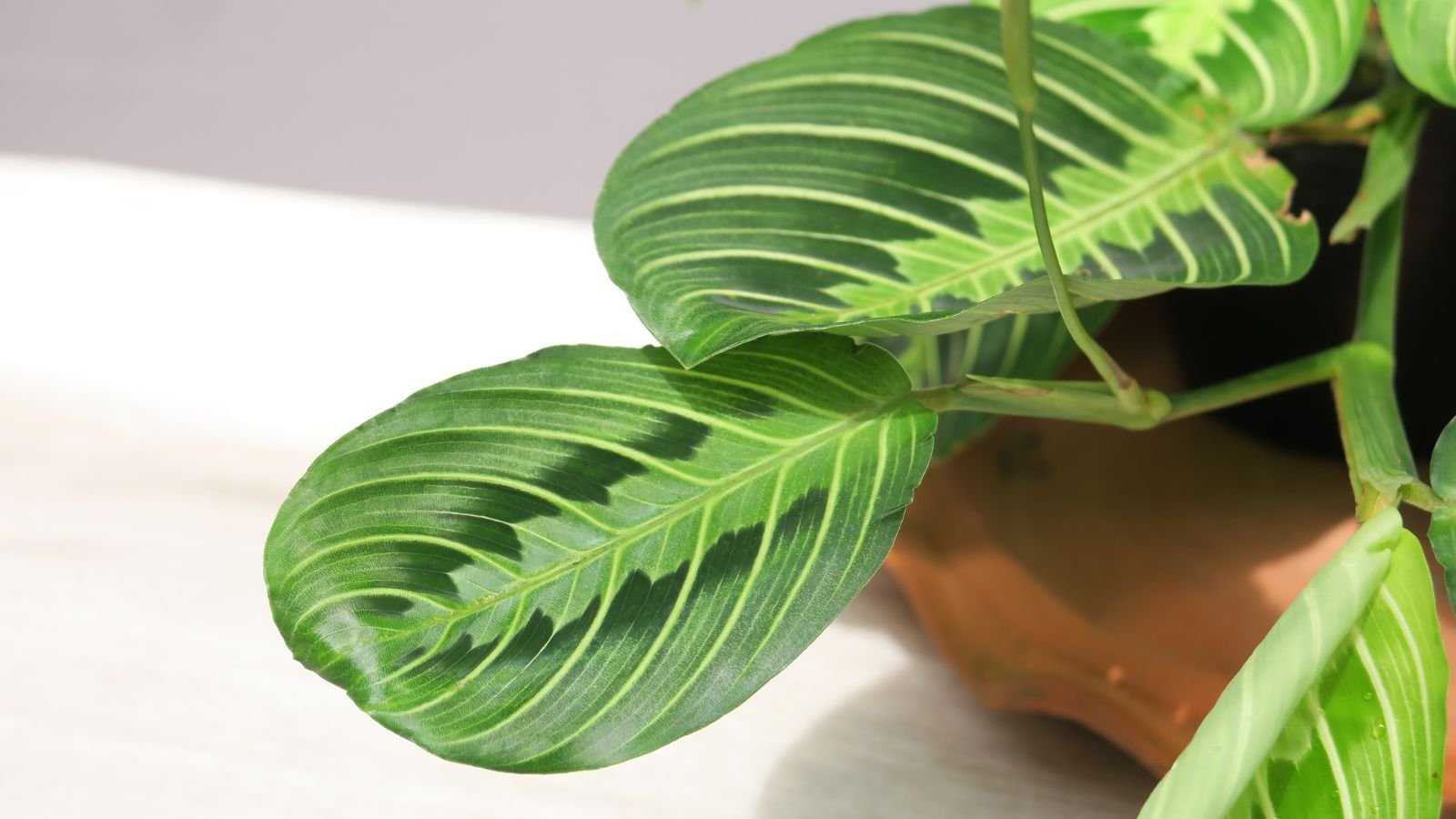 A close-up shot of stems and flat leaves of a houseplant, all placed on a terracotta pot, in a well lit area indoors