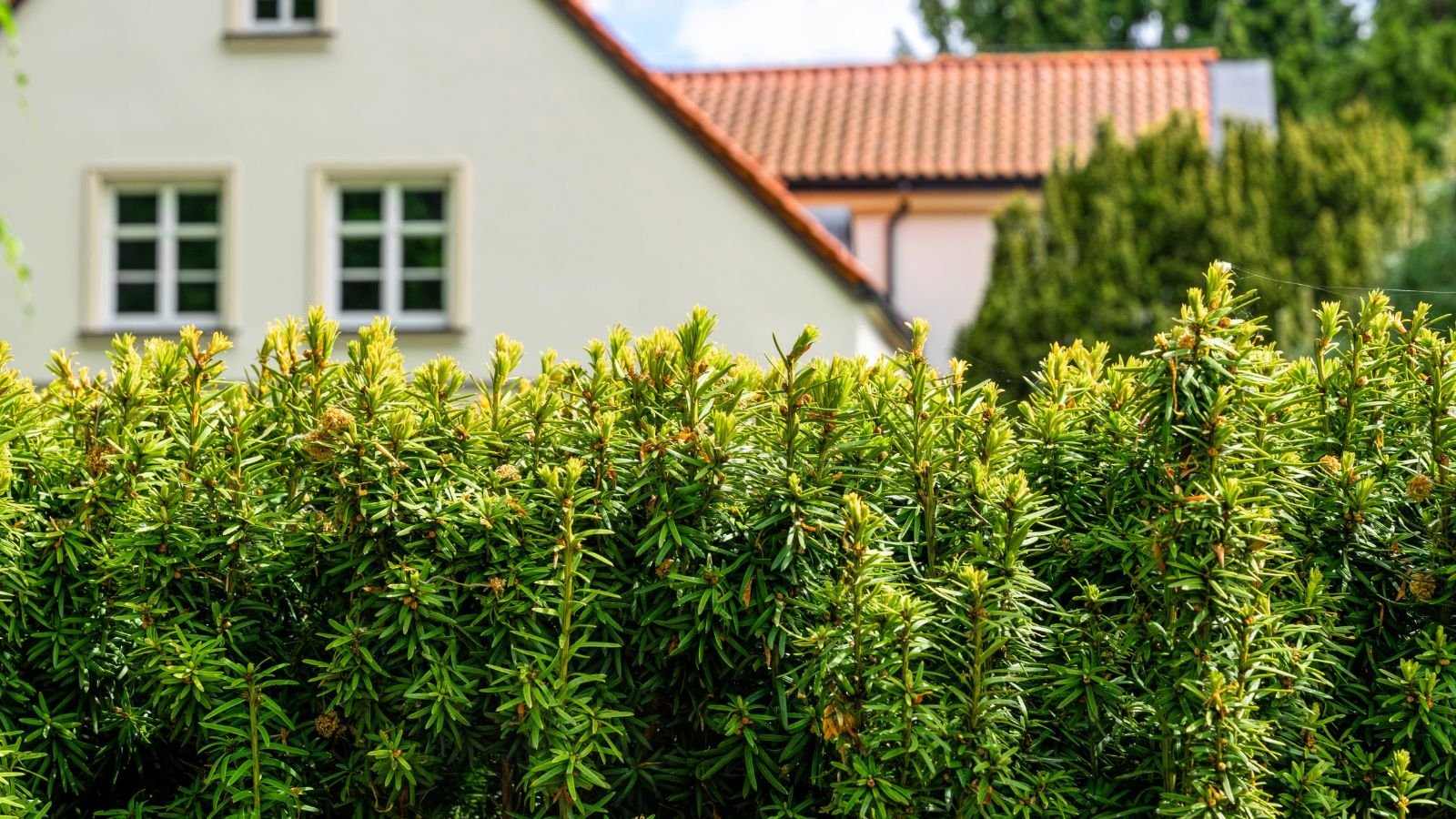 A close-up shot of yew foliage, acting as a barrier from the house in the background, all situated in a well lit area outdoors