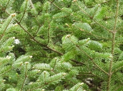 A closeup of assorted fir trees landscape options appearing to have lush branches with vibrant green needles